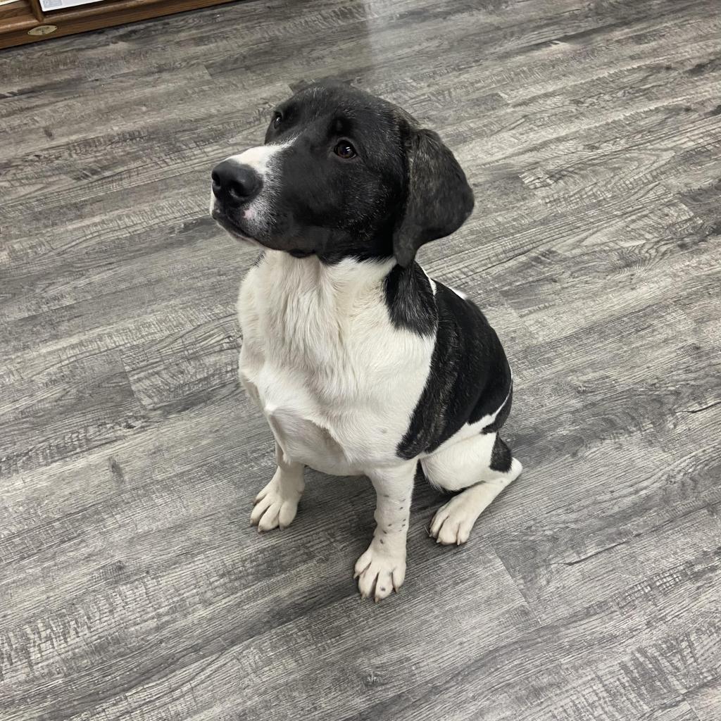 Enlarge Palmer, a Adoptable mixed breed in Holton, KS image 3/6