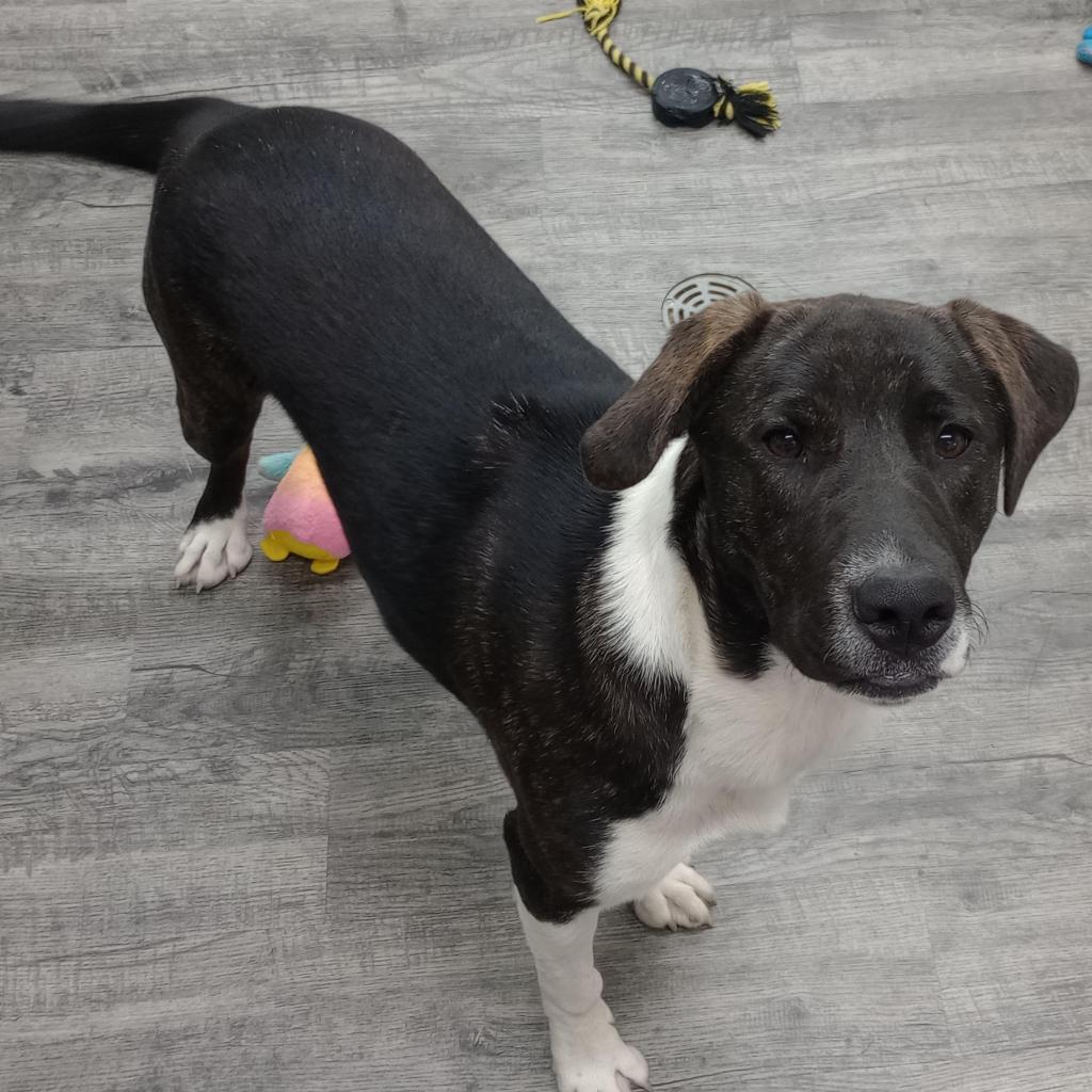 Enlarge Palmer, a Adoptable mixed breed in Holton, KS image 4/6