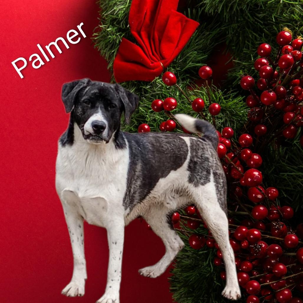 Enlarge Palmer, a Adoptable mixed breed in Holton, KS image 1/6