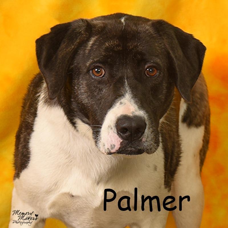 Enlarge Palmer, a Adoptable mixed breed in Holton, KS image 1/6