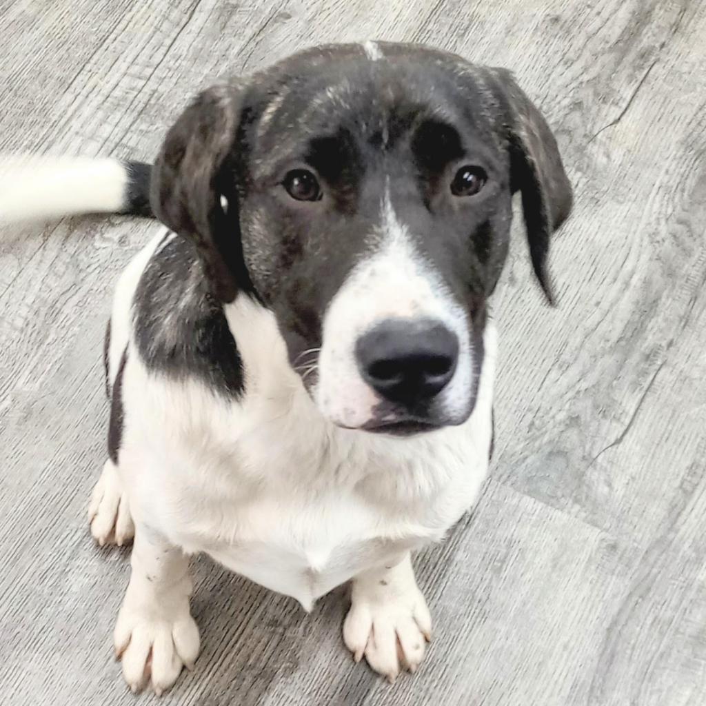 Enlarge Palmer, a Adoptable mixed breed in Holton, KS image 5/6