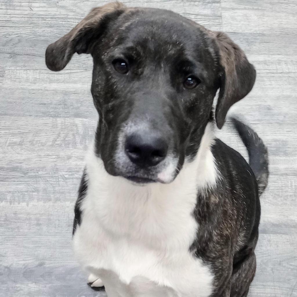 Enlarge Palmer, a Adoptable mixed breed in Holton, KS image 6/6