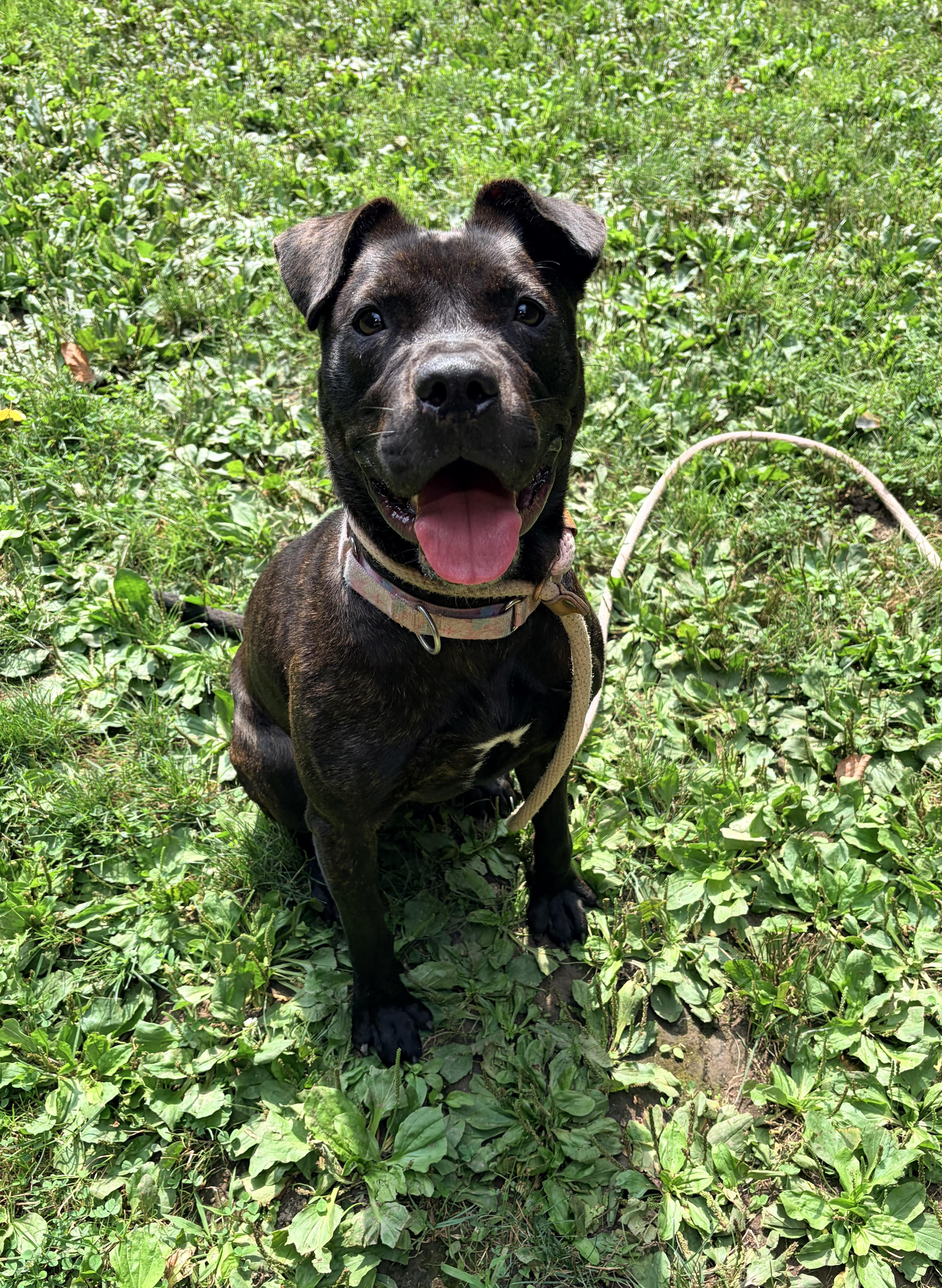 Enlarge Cinder, a Adopted mixed breed in White Oak, PA image 3/5