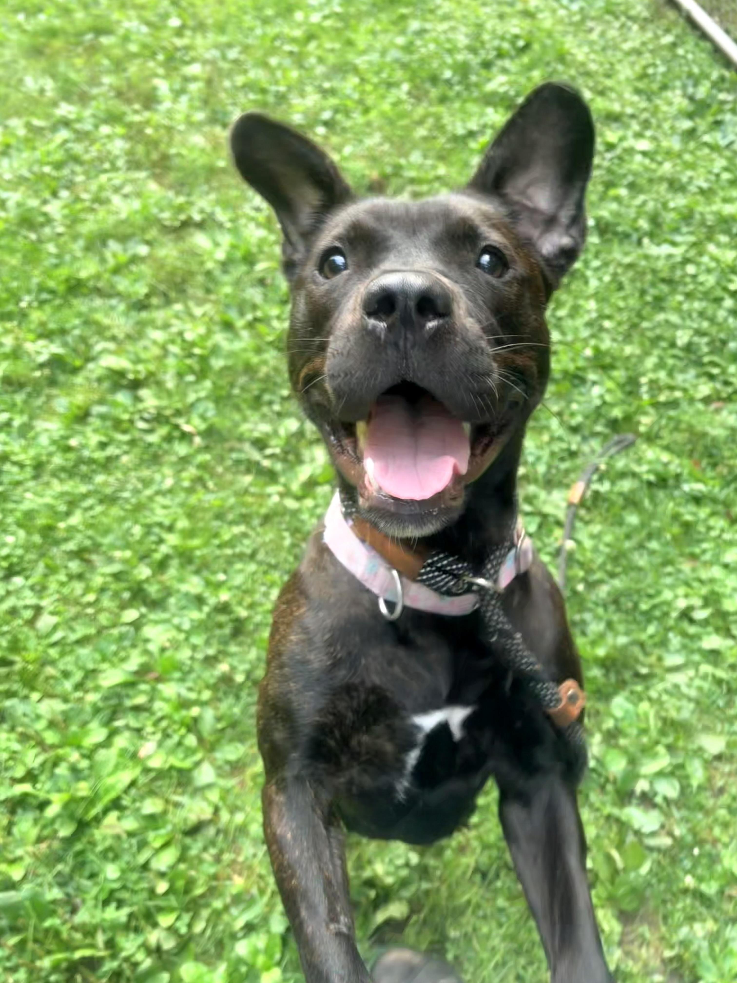 Enlarge Cinder, a Adopted mixed breed in White Oak, PA image 2/5
