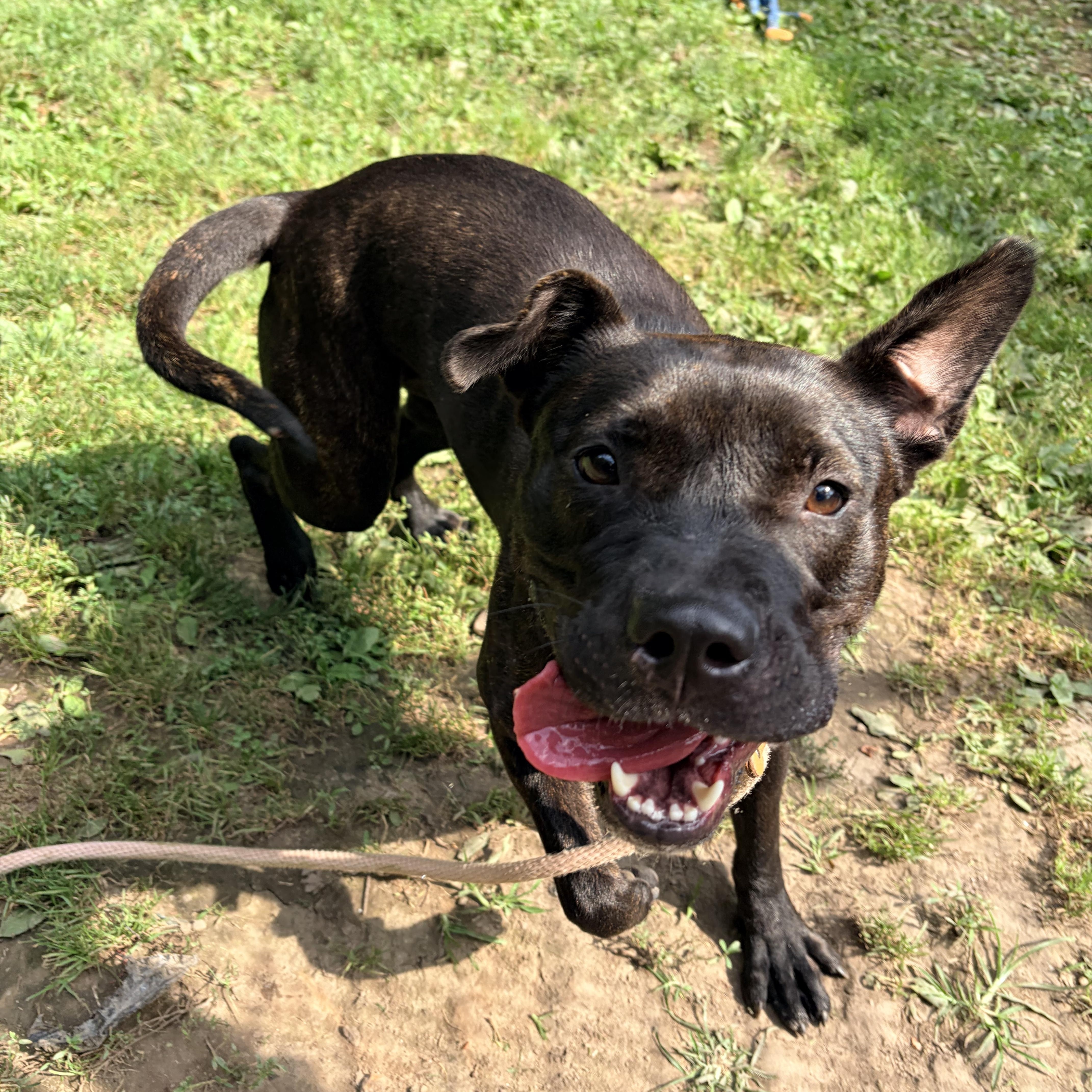 Enlarge Cinder, a Adopted mixed breed in White Oak, PA image 5/5