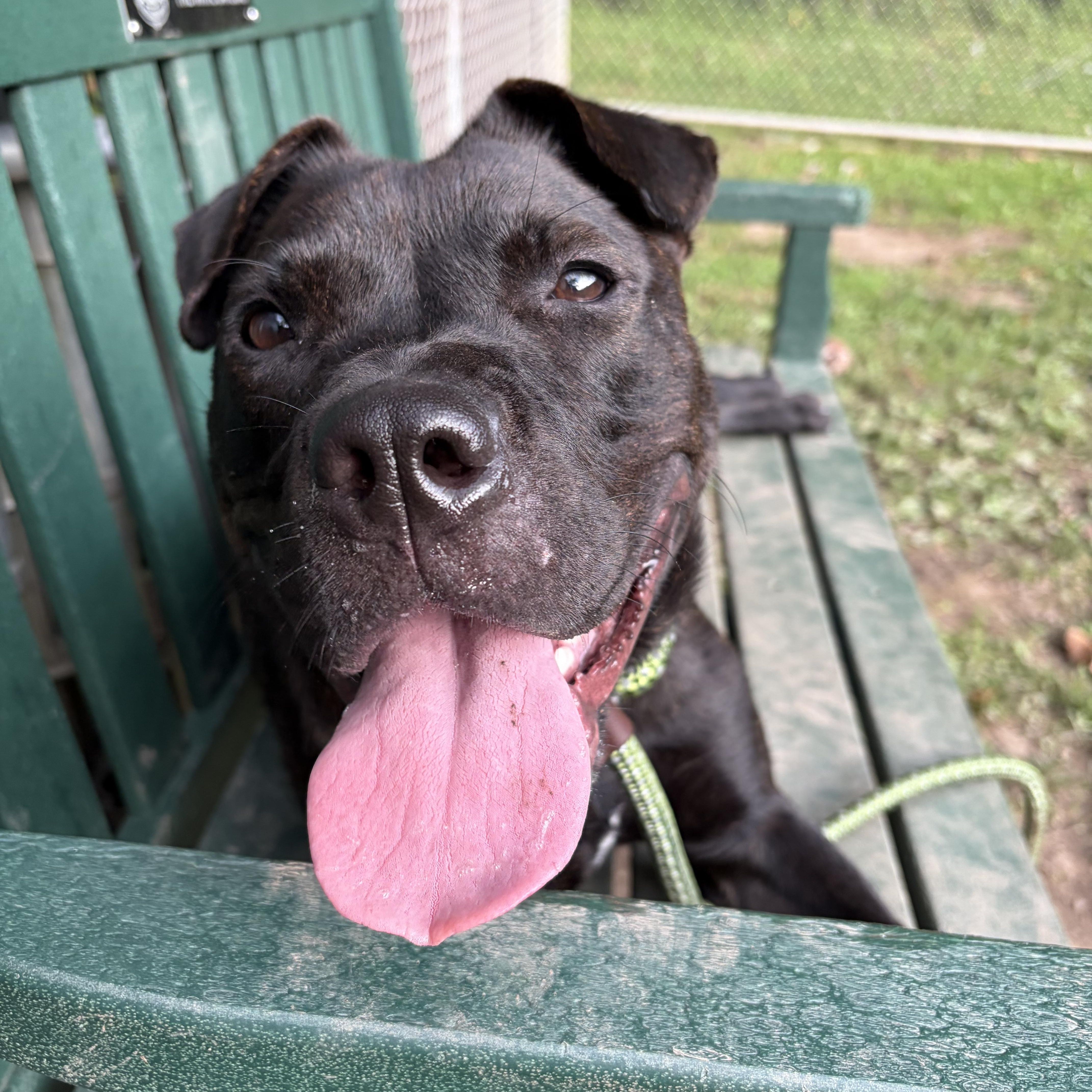 Enlarge Cinder, a Adopted mixed breed in White Oak, PA image 4/5