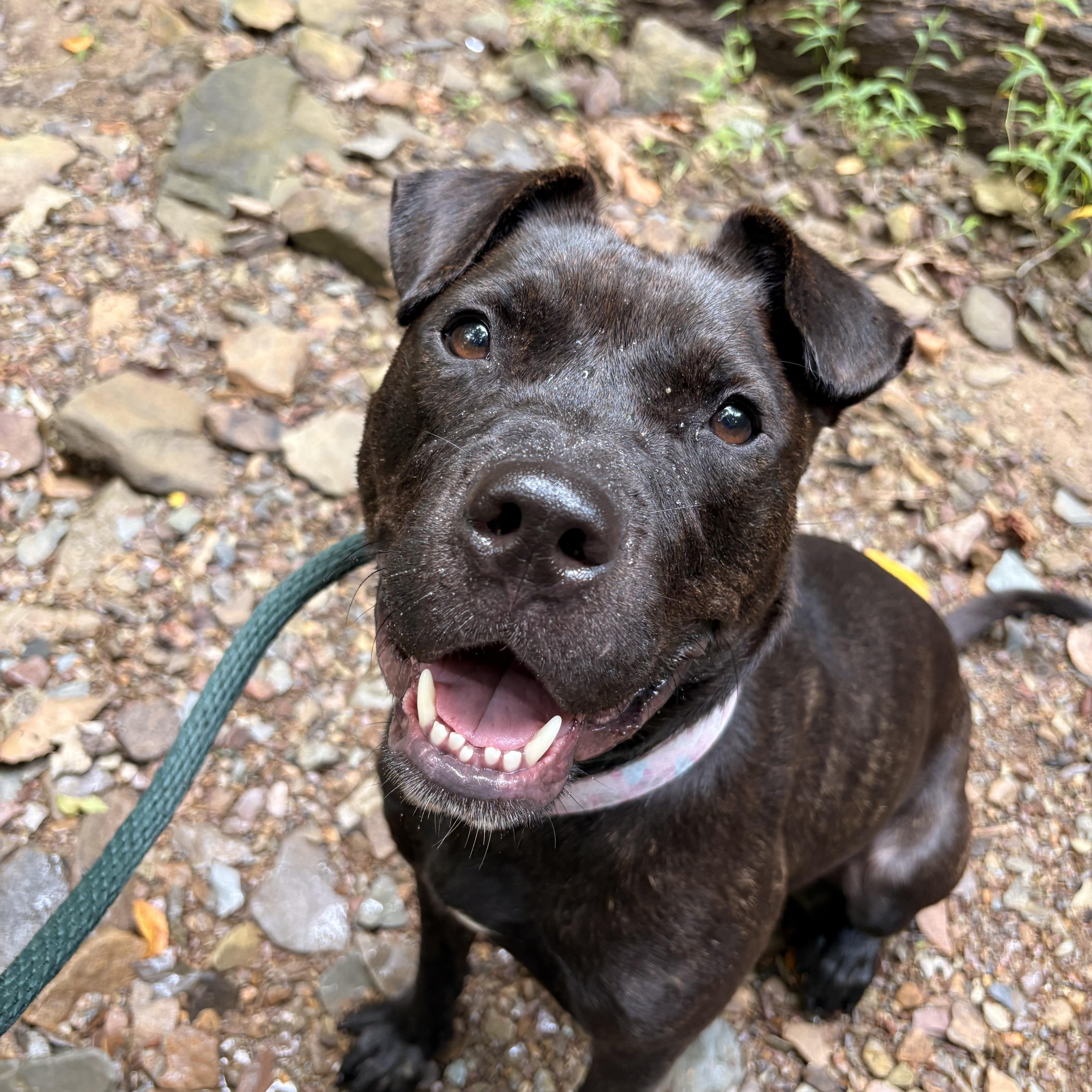 Enlarge Cinder, a Adopted mixed breed in White Oak, PA image 1/5