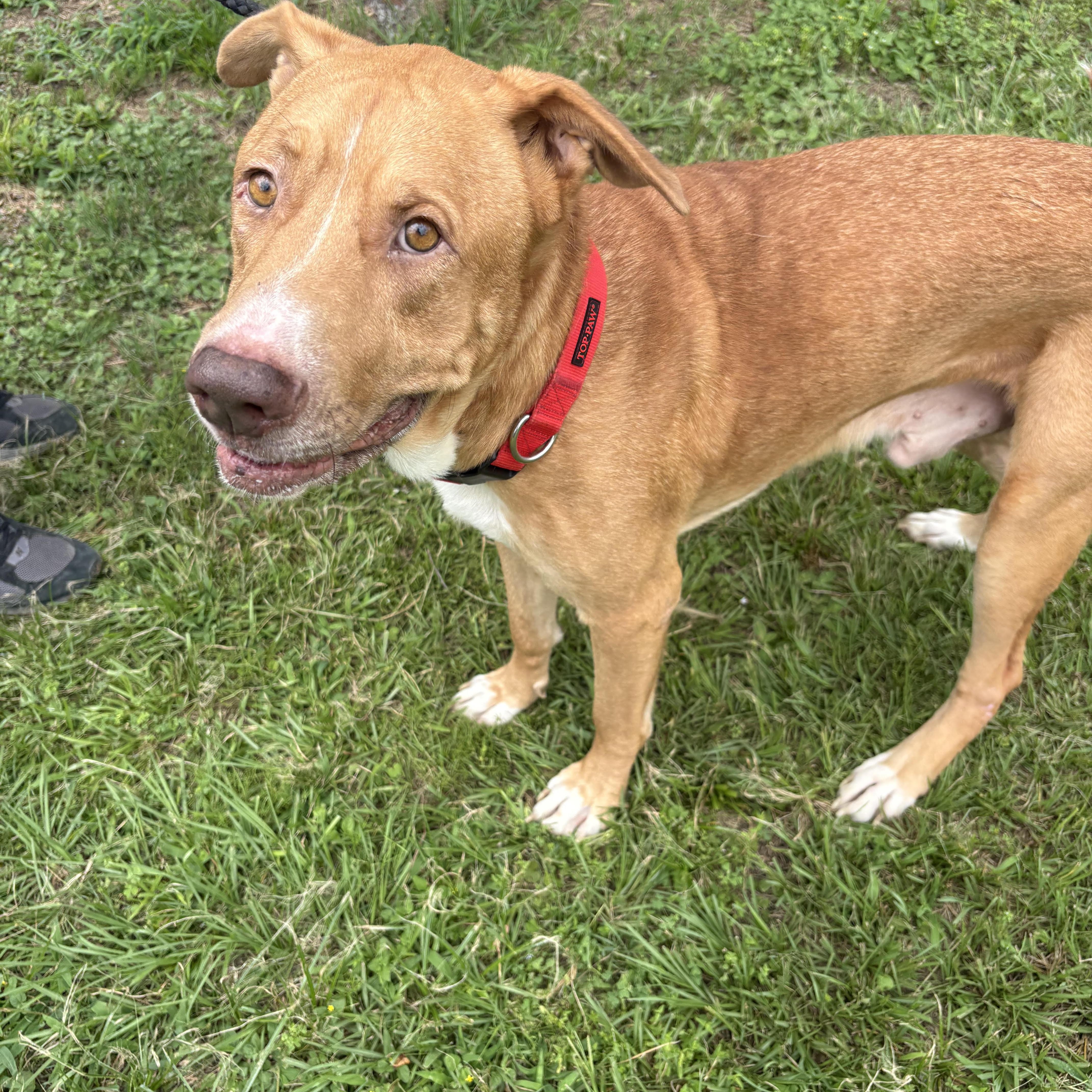 Enlarge Arthur, a Adoptable mixed breed in Cherry Hill Township , NJ image 2/6