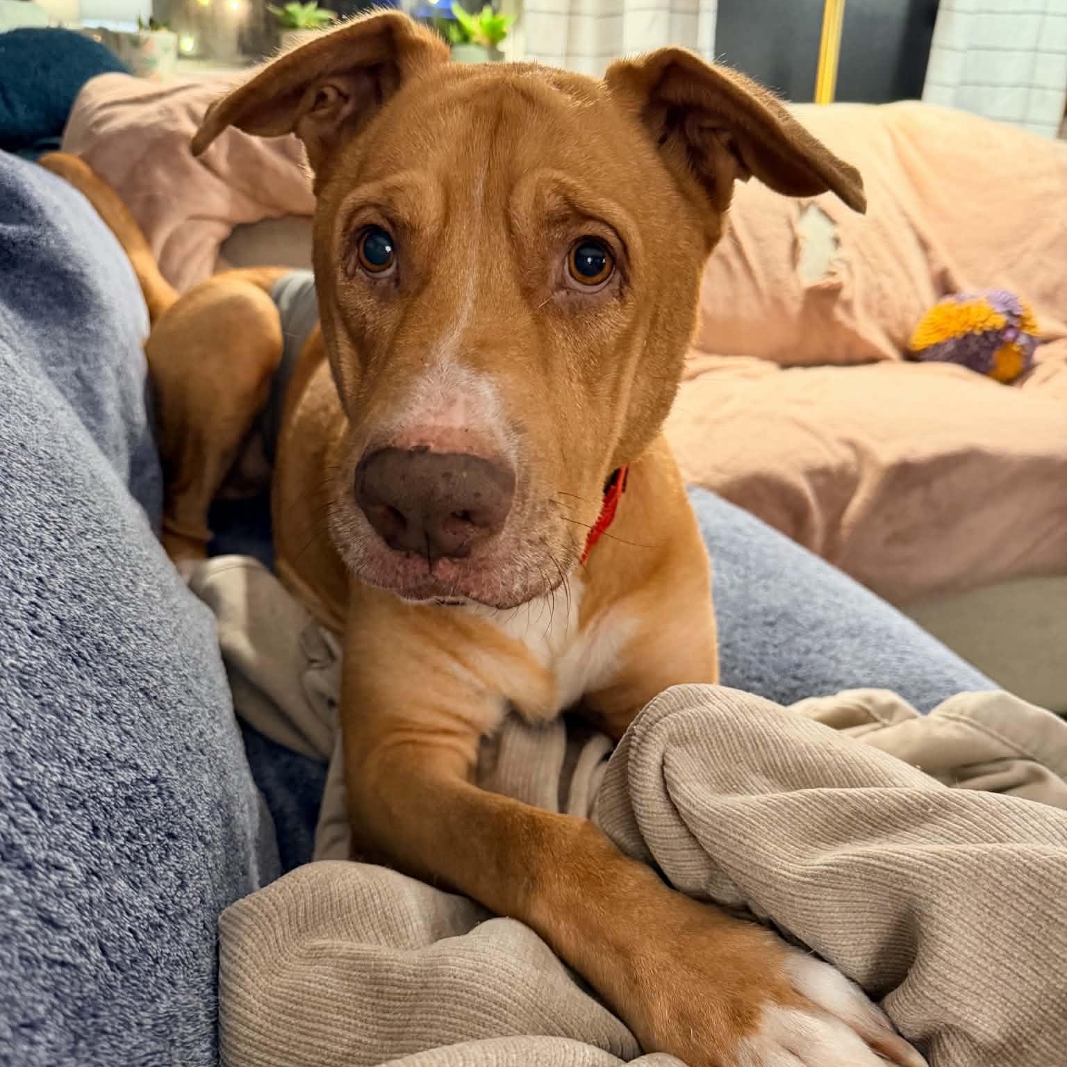 Arthur, Adoptable, Adult Male Retriever & American Staffordshire Terrier.