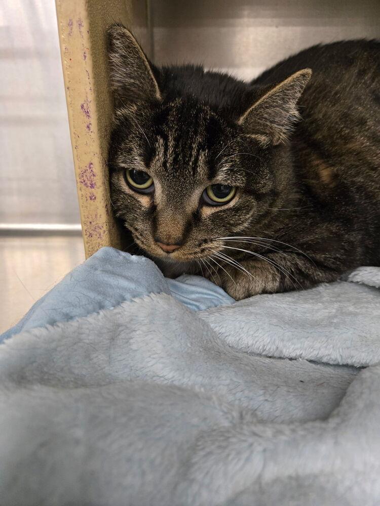 WILLOW, Adoptable, Adult Female Domestic Short Hair.