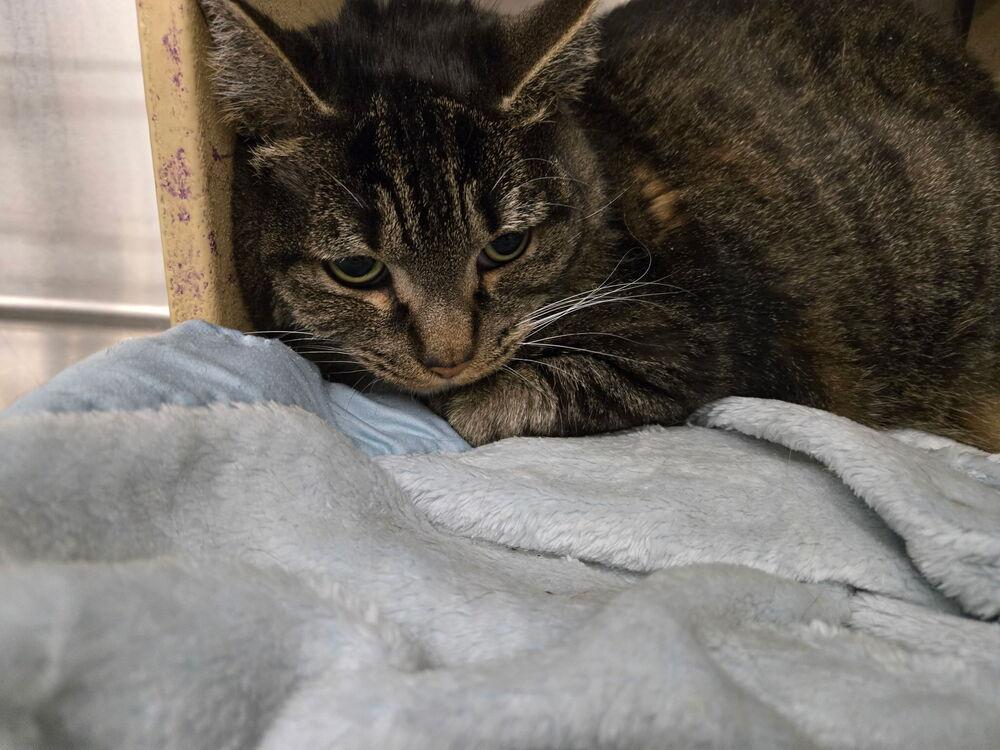 Enlarge WILLOW, a Adoptable Domestic Short Hair in Broomfield, CO image 2/2