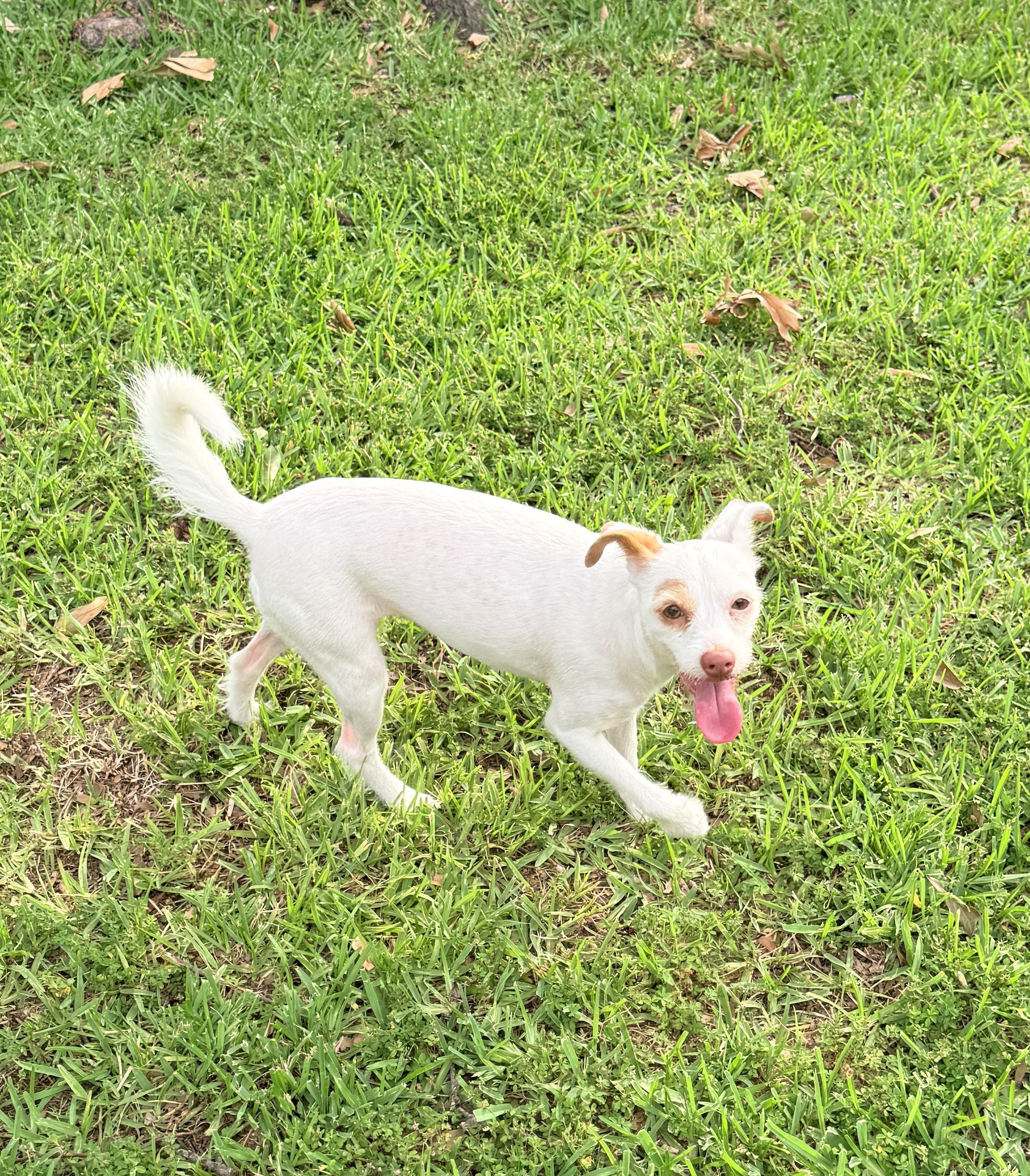 Enlarge Matilda - Queen of the Zoomies, a Adoptable mixed breed in Bellingham, WA image 3/6
