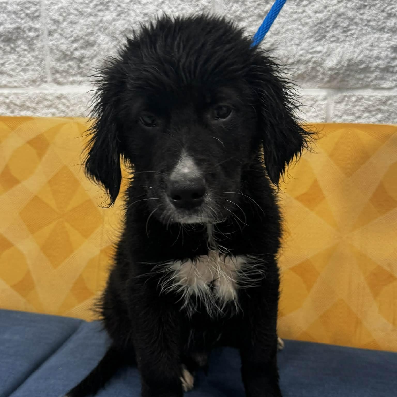 Enlarge Dallas, a ADOPTABLE mixed breed in Danbury, CT image 2/3