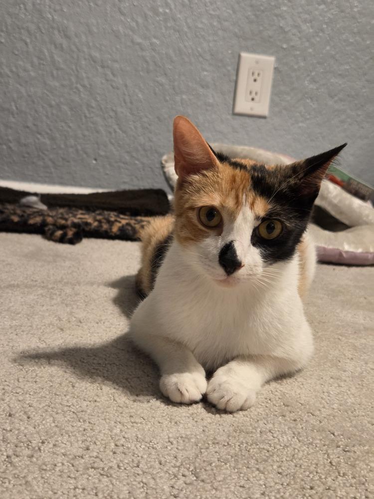 Willow, Adoptable, Adult Female Domestic Short Hair.