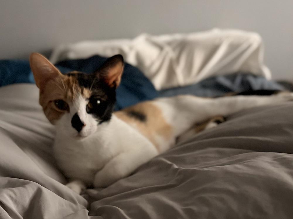 Willow, a Adoptable Domestic Short Hair in Orlando, FL image 3/4