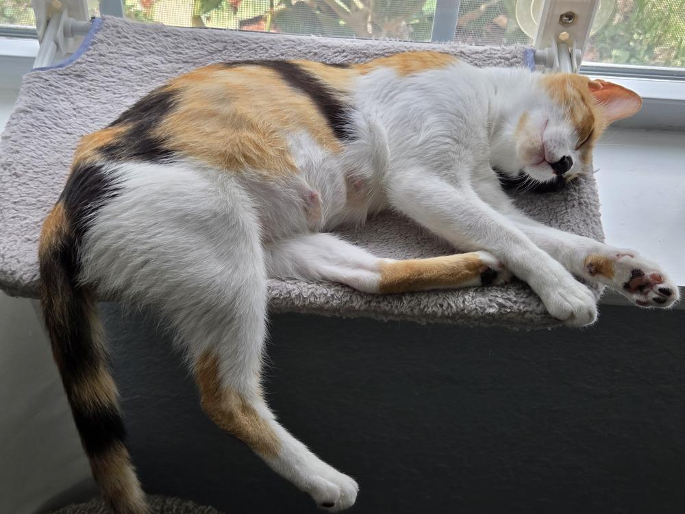 Willow, a Adoptable Domestic Short Hair in Orlando, FL image 4/4