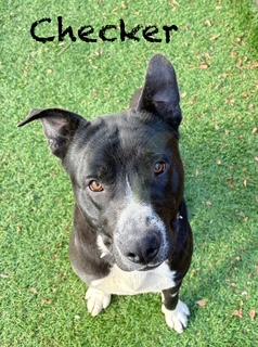 Enlarge checker, a ADOPTABLE mixed breed in Mount Juliet, TN image 3/3