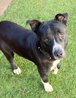 checker, ADOPTABLE, Young Male Collie.