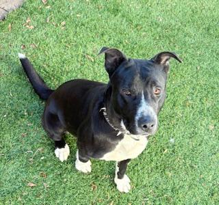 Enlarge checker, a ADOPTABLE mixed breed in Mount Juliet, TN image 2/3