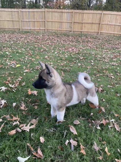 Anakha, Adopted, Puppy Female Akita.