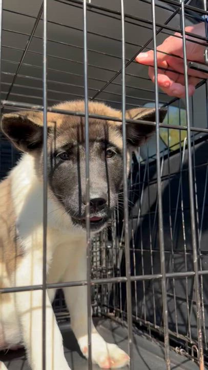 Enlarge Anakha, a Adopted Akita in Suffield, CT video 2/2