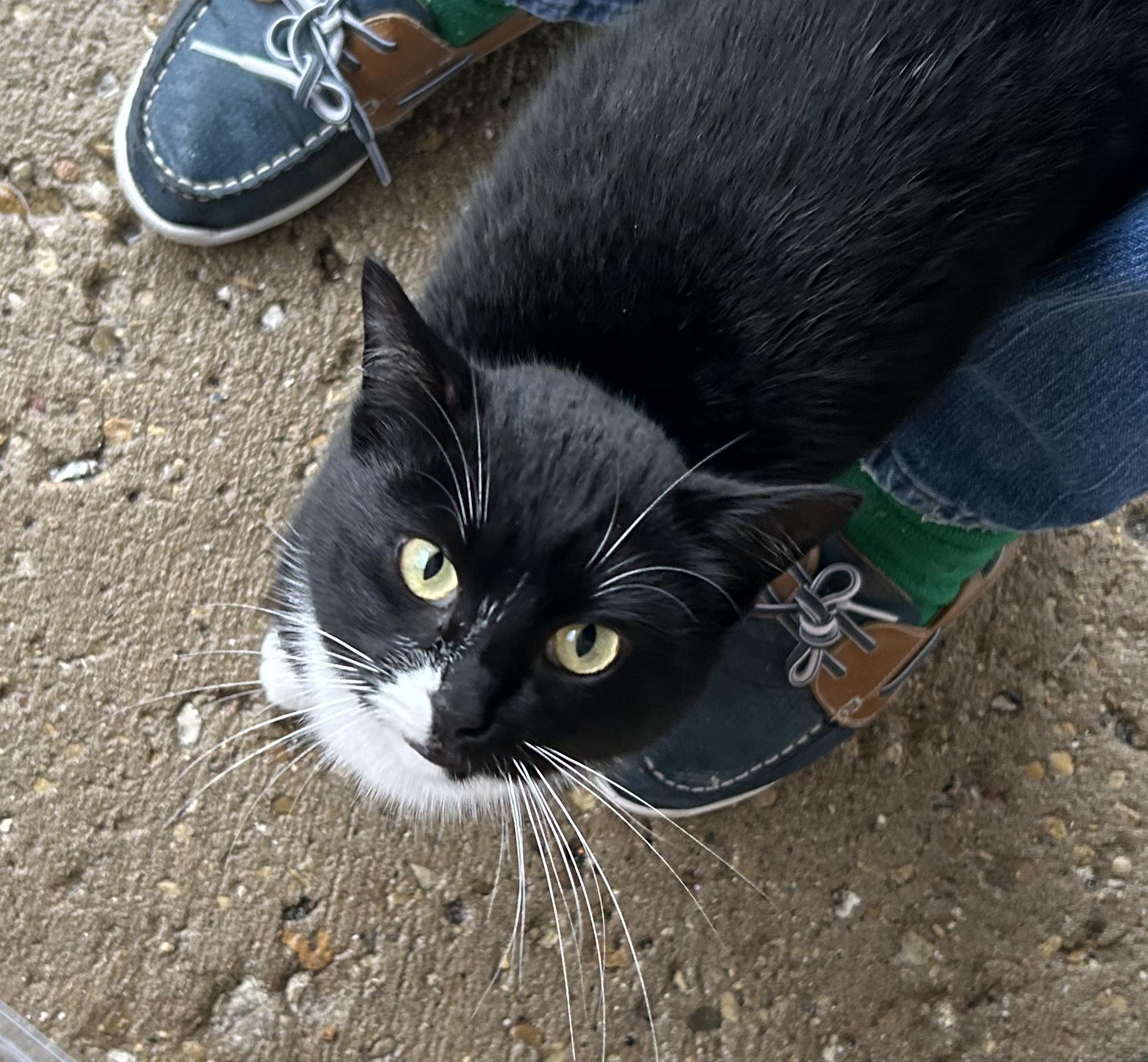 EXTREMELY URGENT!!! FOSTER HOME NEEDED TO SAVE MEG!, adoptable, Young Female Domestic Short Hair.