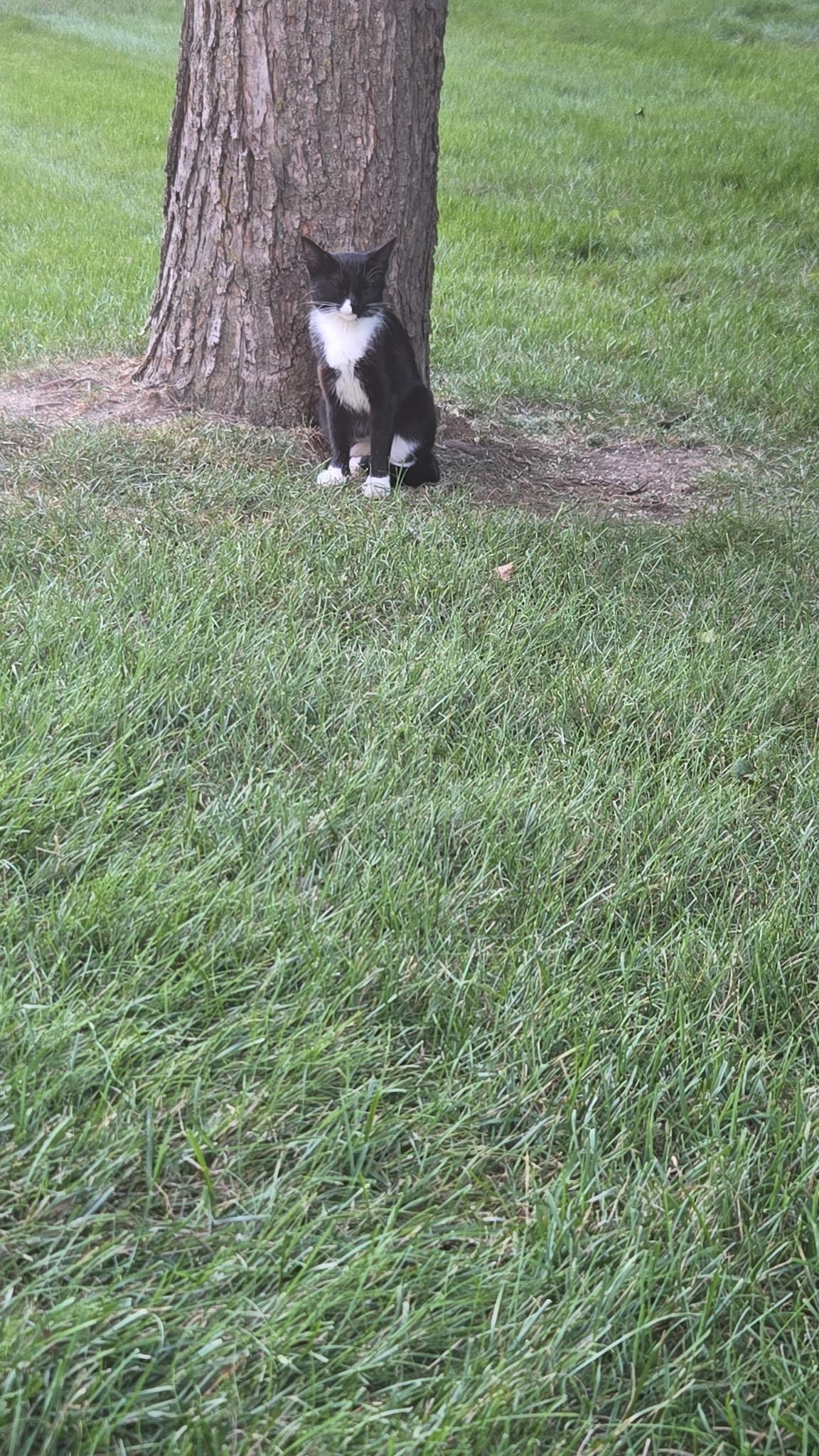 FOSTER HOME NEEDED TO SAVE THE MOM CAT TO 2 OF OUR RESCUED KITTENS!, a Adoptable Domestic Short Hair in Milwaukee, WI image 1/6