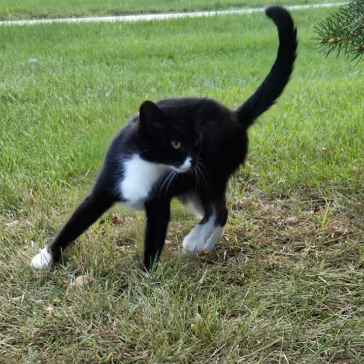 Enlarge EXTREMELY URGENT!!! FOSTER HOME NEEDED TO SAVE MEG!, an adoptable Domestic Short Hair in Milwaukee, WI image 5/6