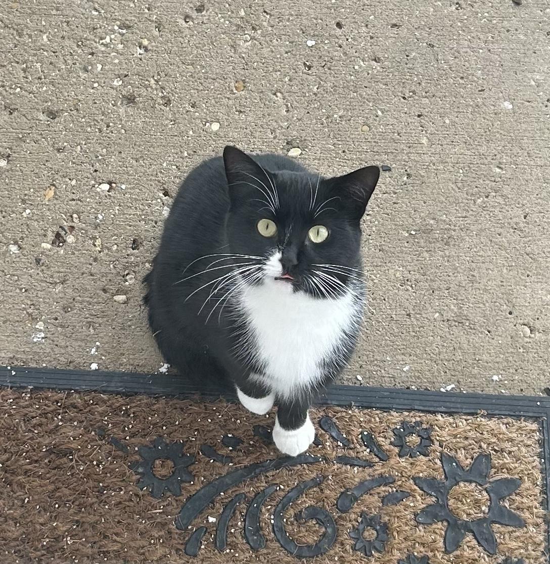 Enlarge EXTREMELY URGENT!!! FOSTER HOME NEEDED TO SAVE MEG!, an adoptable Domestic Short Hair in Milwaukee, WI image 2/6