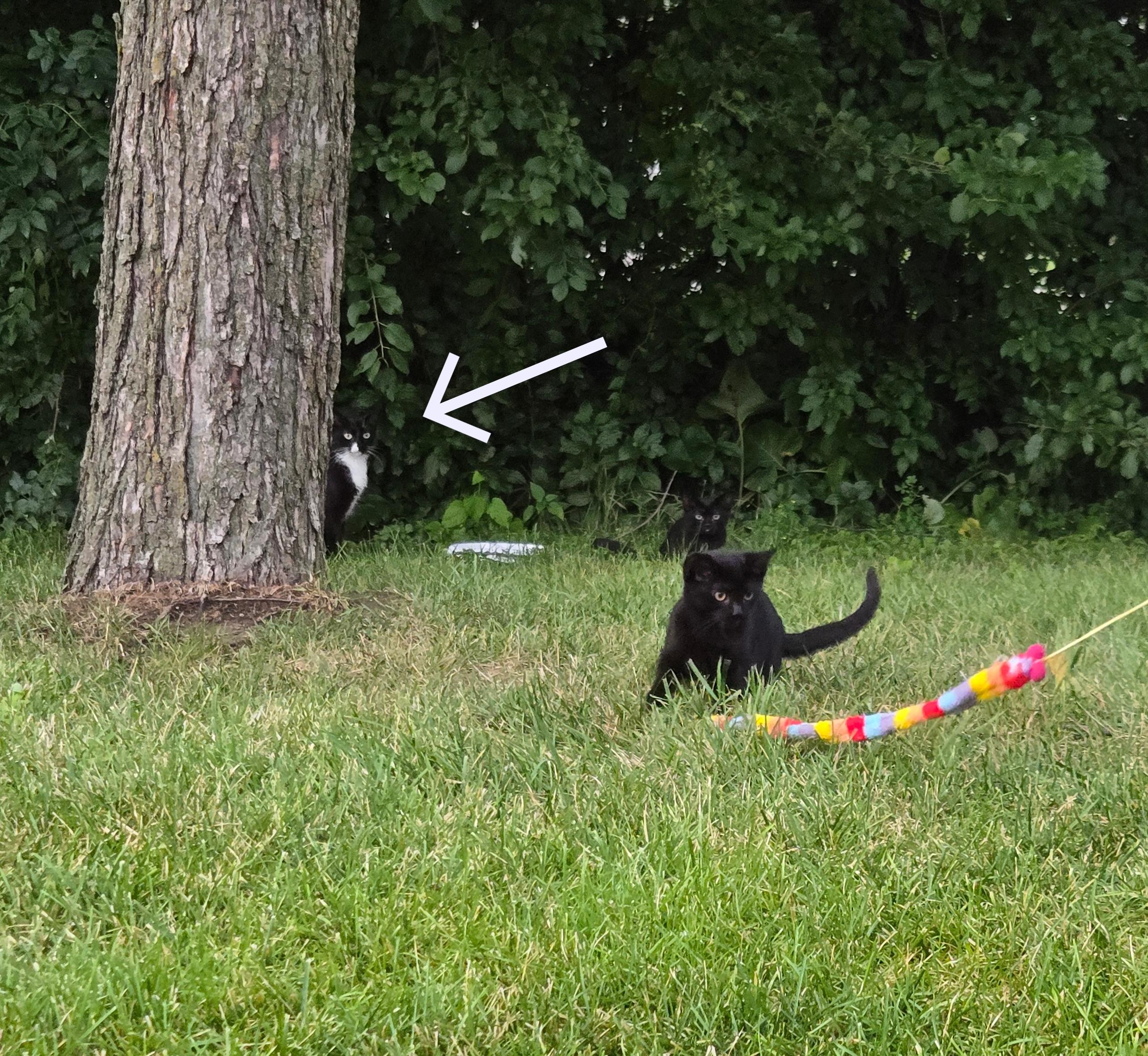 FOSTER HOME NEEDED TO SAVE THE MOM CAT TO 2 OF OUR RESCUED KITTENS!, a Adoptable Domestic Short Hair in Milwaukee, WI image 2/6