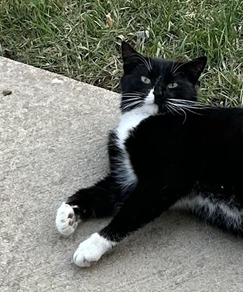 Enlarge EXTREMELY URGENT!!! FOSTER HOME NEEDED TO SAVE MEG!, an adoptable Domestic Short Hair in Milwaukee, WI image 3/6