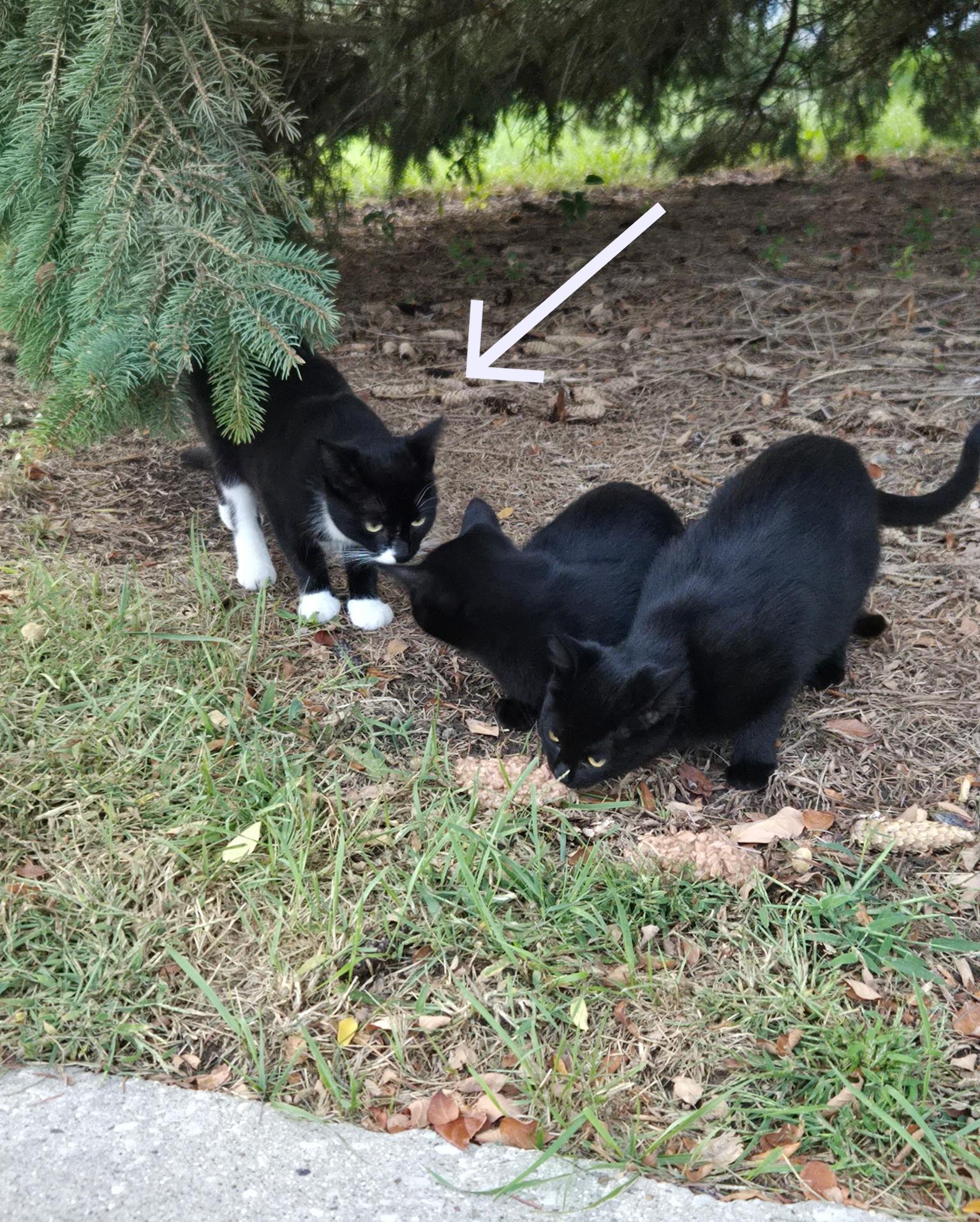 FOSTER HOME NEEDED TO SAVE THE MOM CAT TO 2 OF OUR RESCUED KITTENS!, an adoptable Domestic Short Hair in Milwaukee, WI image 2/6