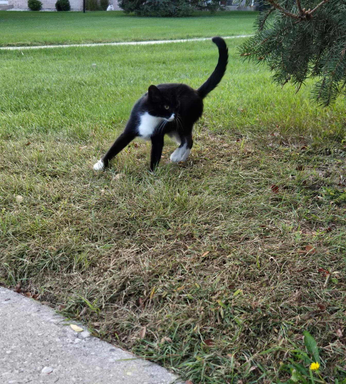 FOSTER HOME NEEDED TO SAVE THE MOM CAT TO 2 OF OUR RESCUED KITTENS!, an adoptable Domestic Short Hair in Milwaukee, WI image 3/6