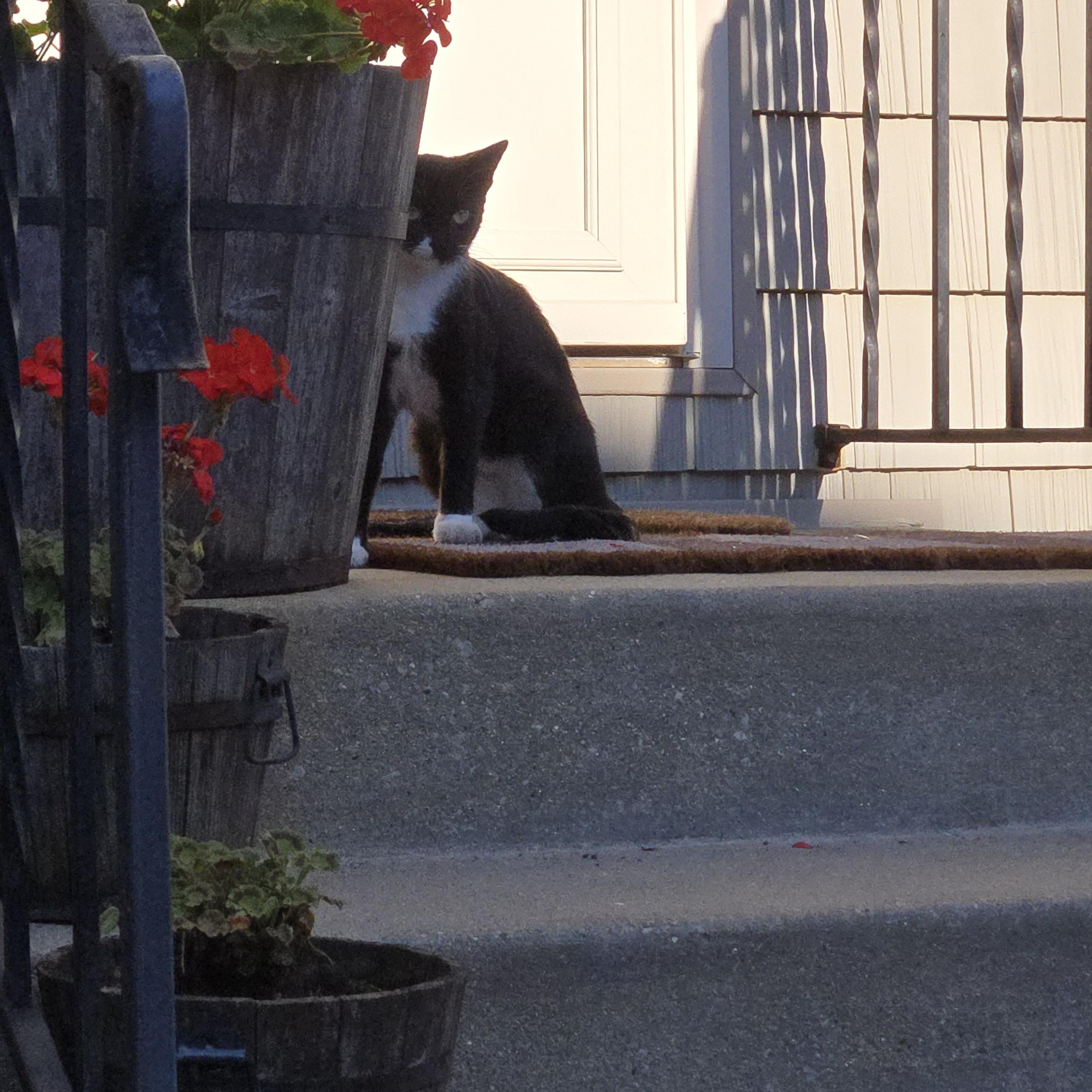 FOSTER HOME NEEDED TO SAVE THE MOM CAT TO 2 OF OUR RESCUED KITTENS!