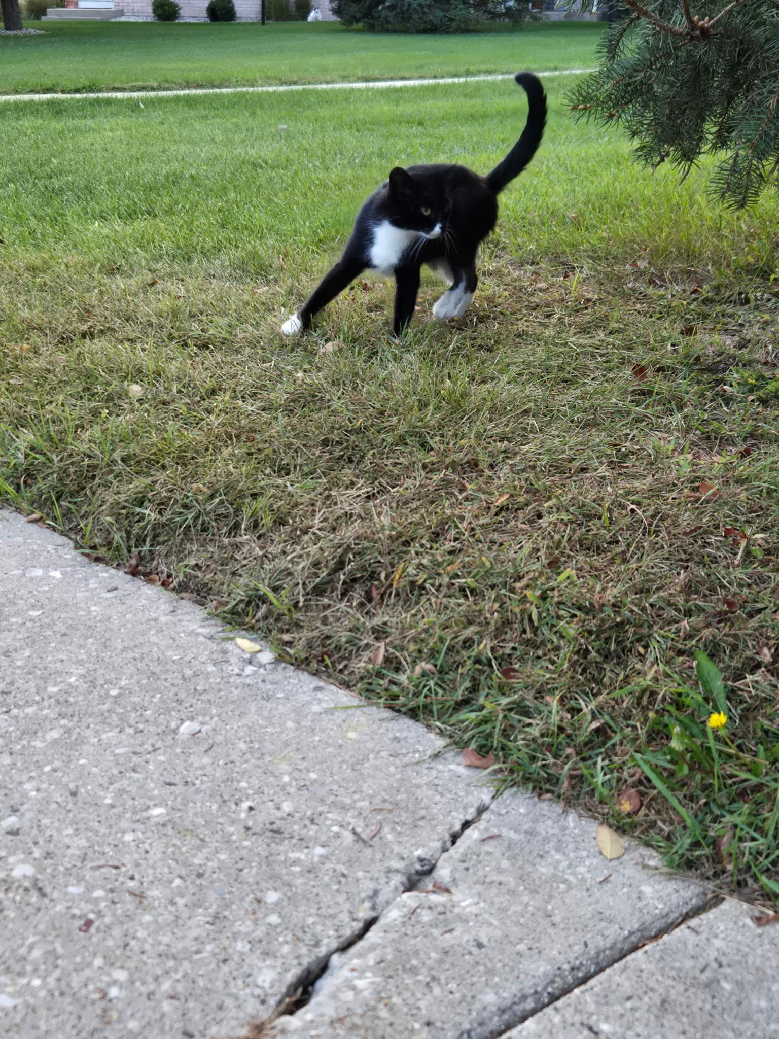 FOSTER HOME NEEDED TO SAVE THE MOM CAT TO 2 OF OUR RESCUED KITTENS!, Adoptable, Young Female Domestic Short Hair.