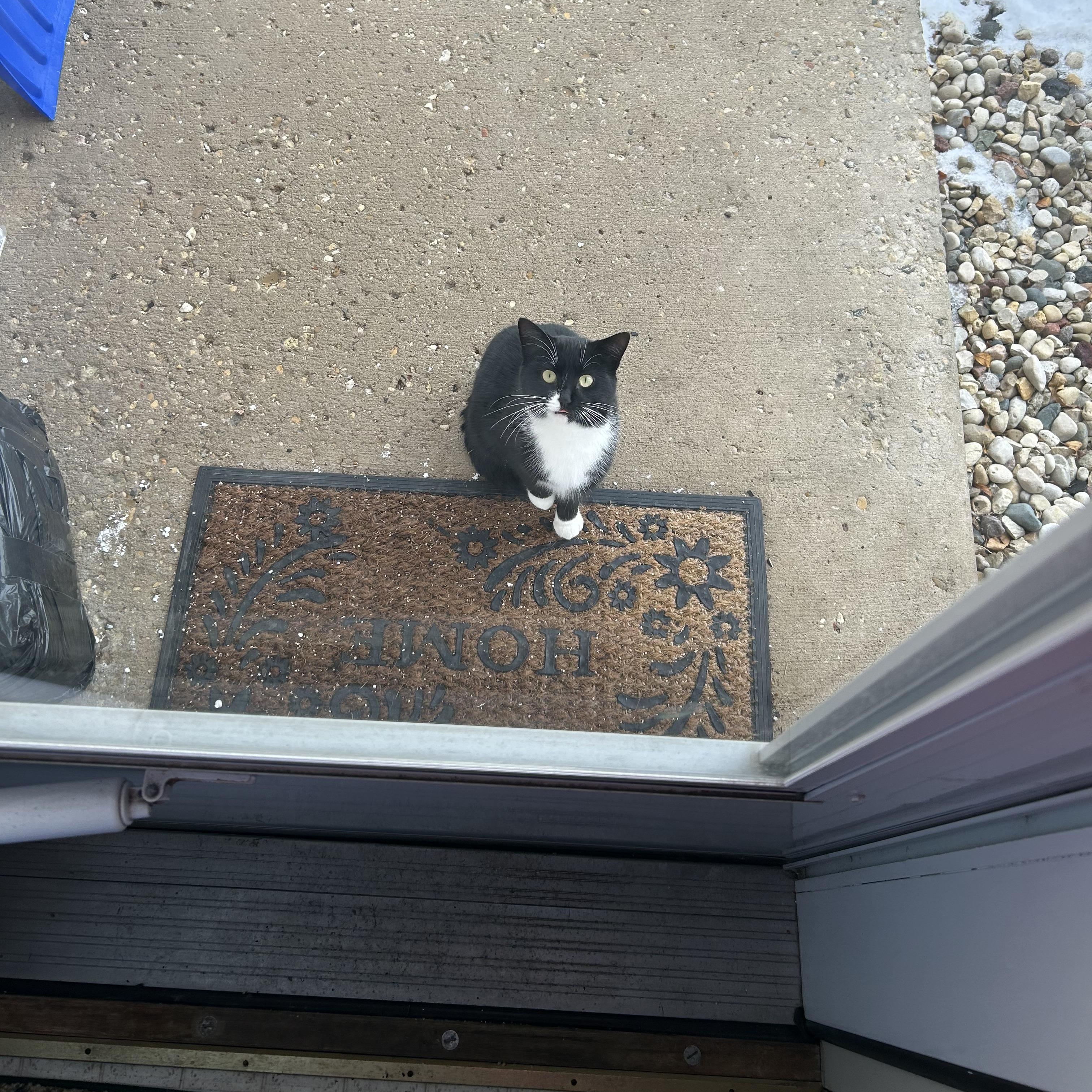 FOSTER HOME NEEDED TO SAVE THE MOM CAT TO 2 OF OUR RESCUED KITTENS!, adoptable, Young Female Domestic Short Hair.