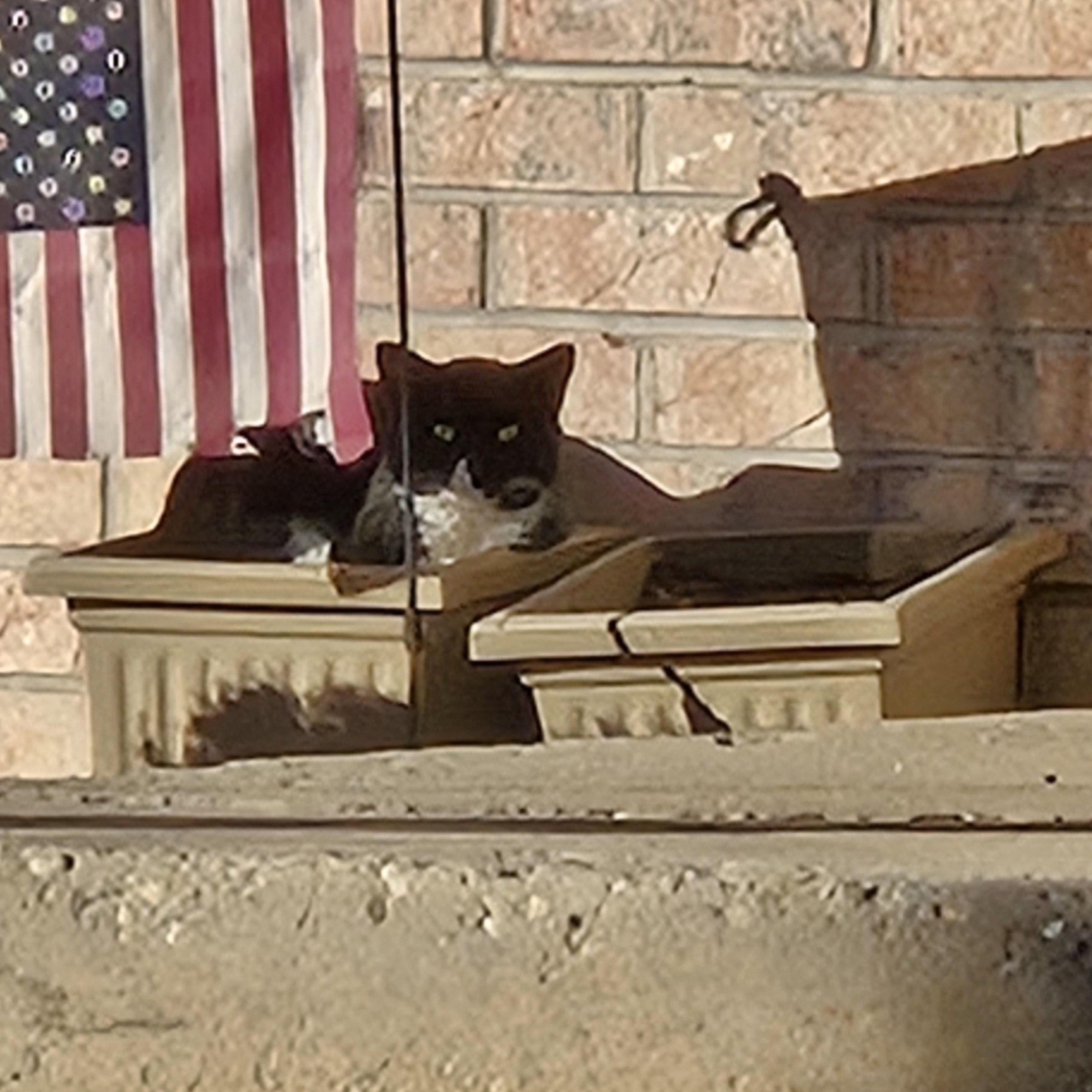 FOSTER HOME NEEDED TO SAVE THE MOM CAT TO 2 OF OUR RESCUED KITTENS!, an adoptable Domestic Short Hair in Milwaukee, WI image 6/6