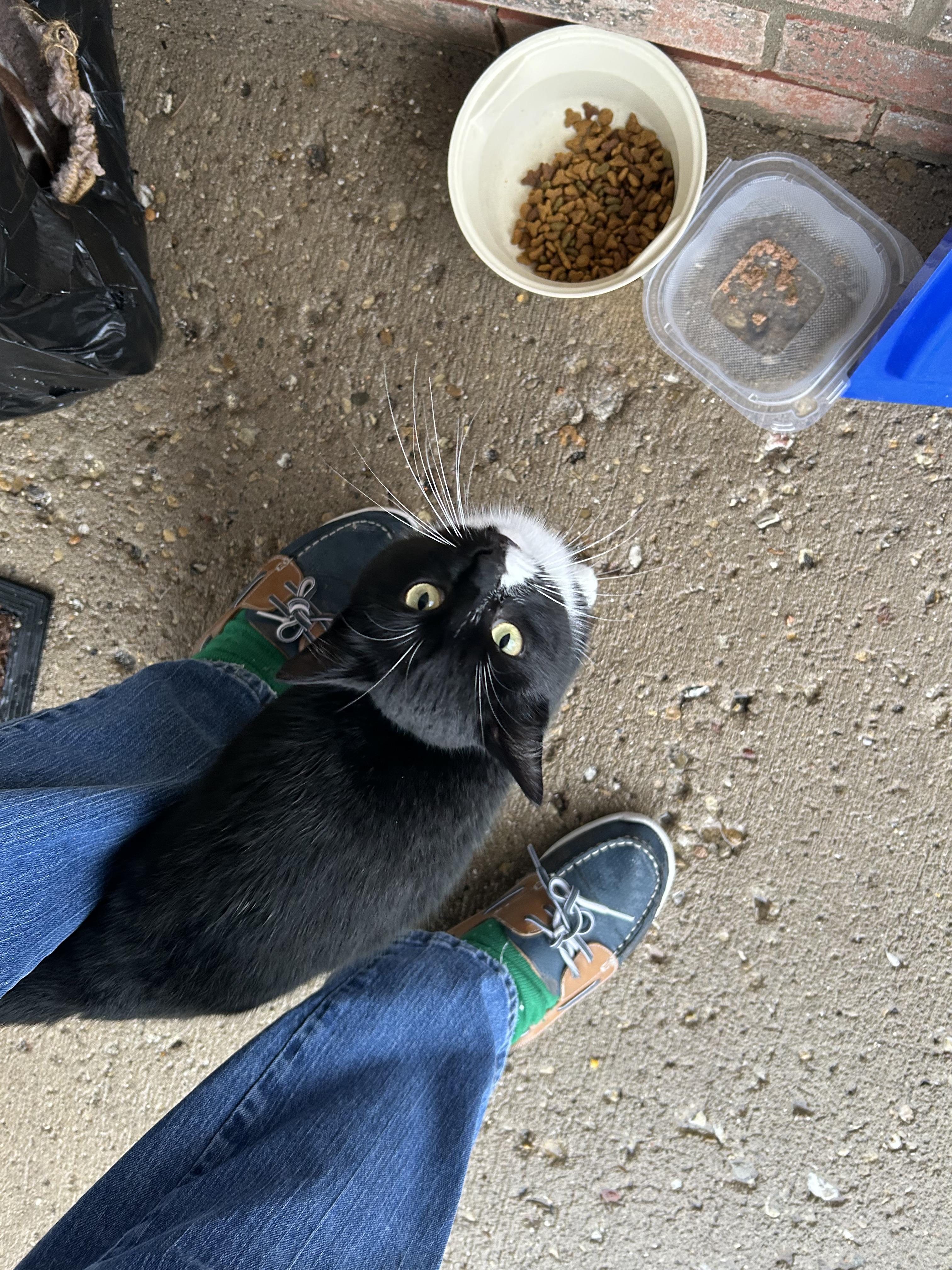 FOSTER HOME NEEDED TO SAVE THE MOM CAT TO 2 OF OUR RESCUED KITTENS!, an adoptable Domestic Short Hair in Milwaukee, WI image 1/6