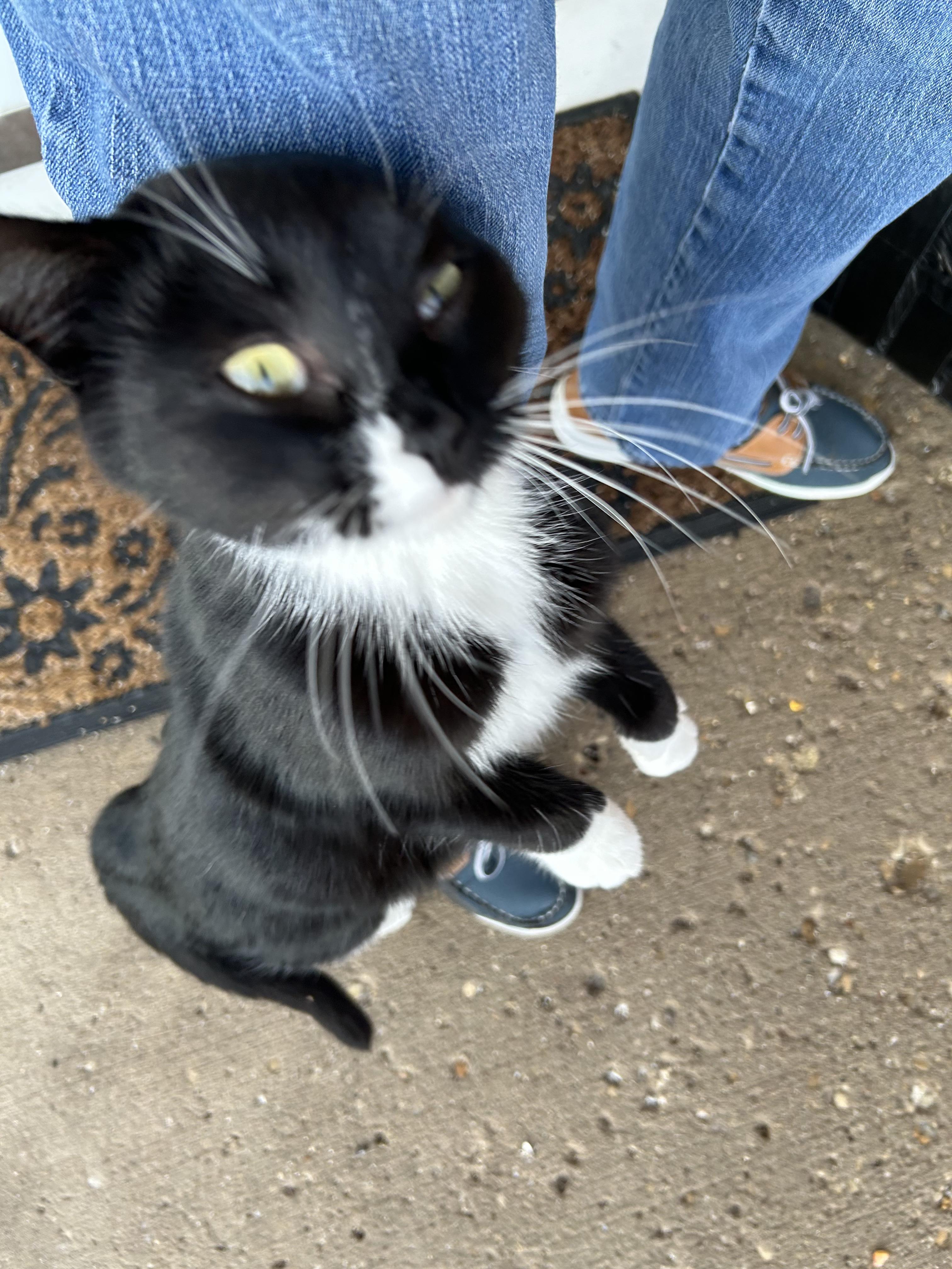 Enlarge EXTREMELY URGENT!!! FOSTER HOME NEEDED TO SAVE MEG!, an adoptable Domestic Short Hair in Milwaukee, WI image 4/6