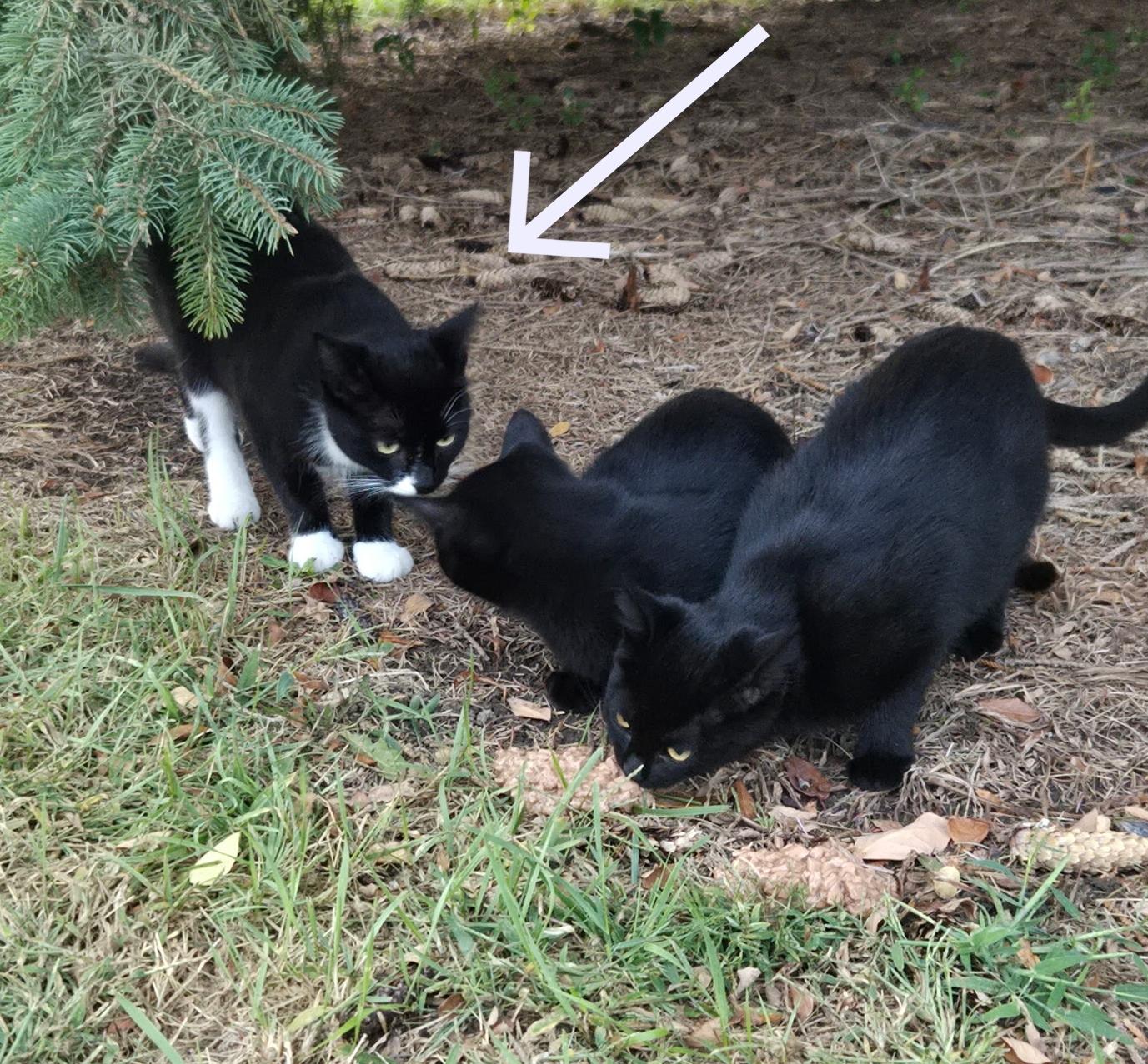 Enlarge EXTREMELY URGENT!!! FOSTER HOME NEEDED TO SAVE MEG!, an adoptable Domestic Short Hair in Milwaukee, WI image 6/6