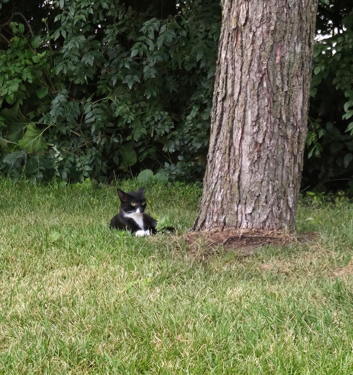 FOSTER HOME NEEDED TO SAVE THE MOM CAT TO 2 OF OUR RESCUED KITTENS!, a Adoptable Domestic Short Hair in Milwaukee, WI image 6/6