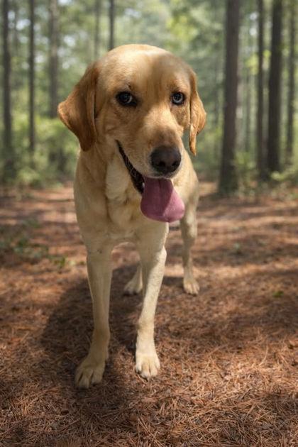Enlarge Hank, a Adoptable mixed breed in Guntersville, AL image 1/1