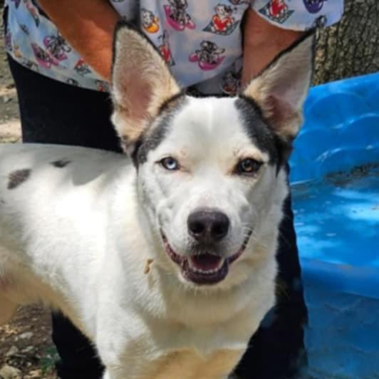Ash, a Adoptable mixed breed in Oldtown, MD image 2/4