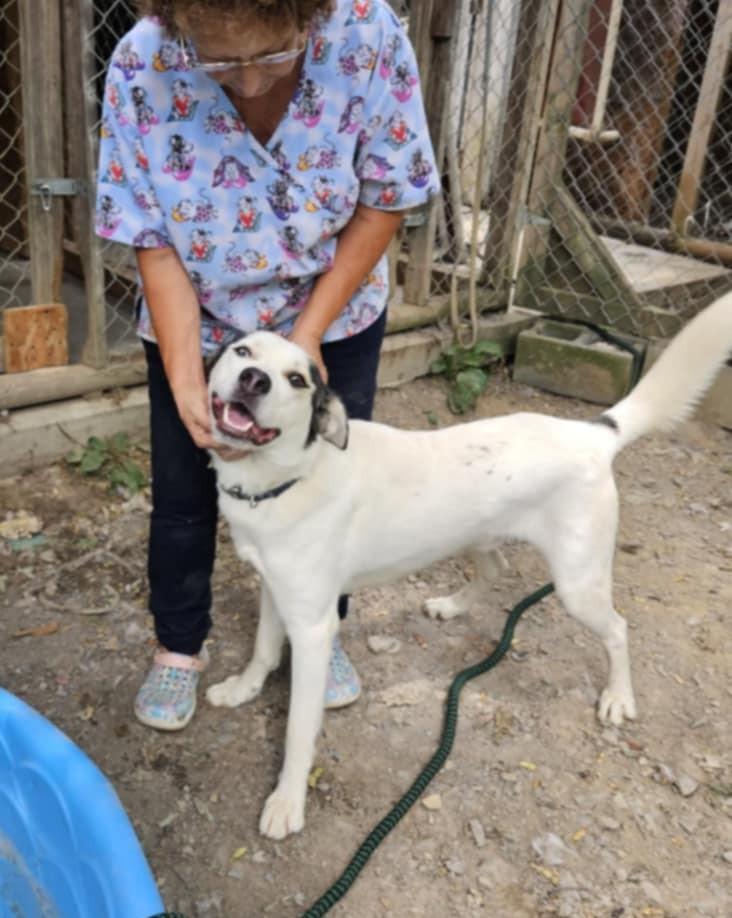 Ash, Adoptable, Adult Male Labrador Retriever & Siberian Husky.