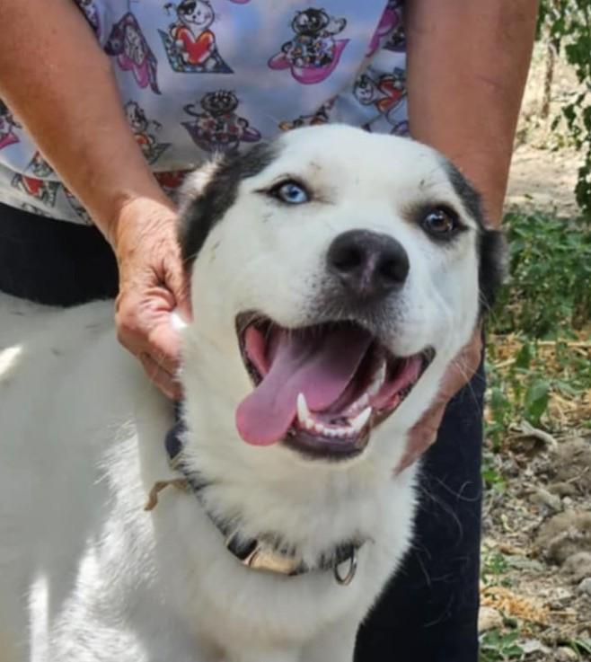 Ash, a Adoptable mixed breed in Oldtown, MD image 3/4