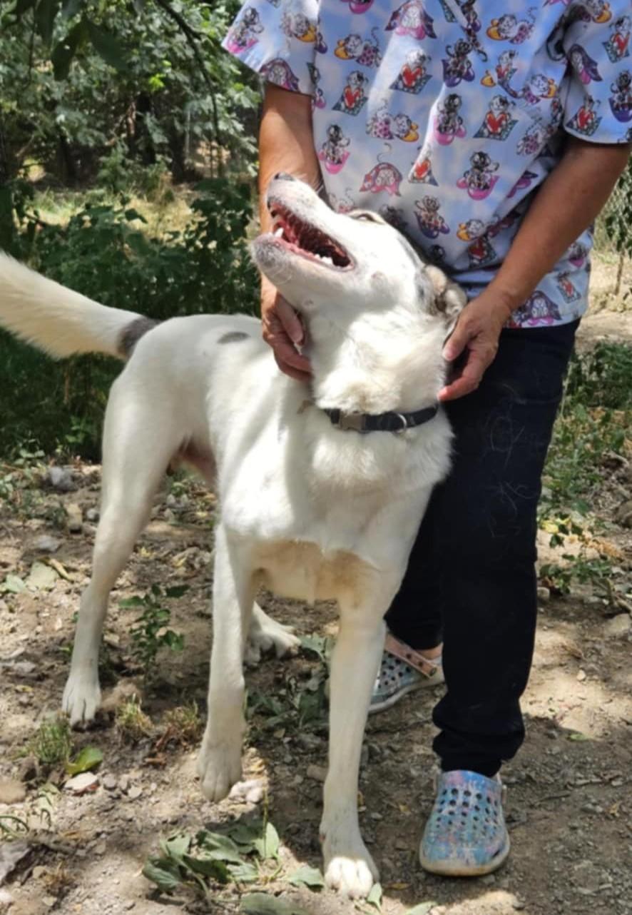 Ash, a Adoptable mixed breed in Oldtown, MD image 4/4