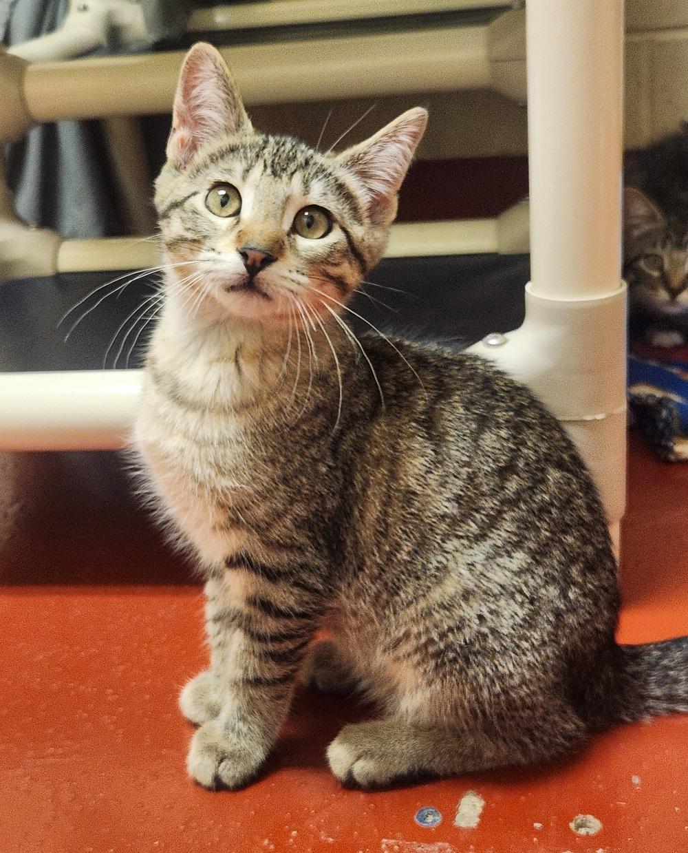 Sloth Bear, Baby Female Domestic Short Hair