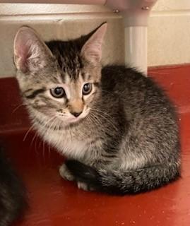 Sloth Bear, a Adoptable Domestic Short Hair in Mason City, IA image 2/2
