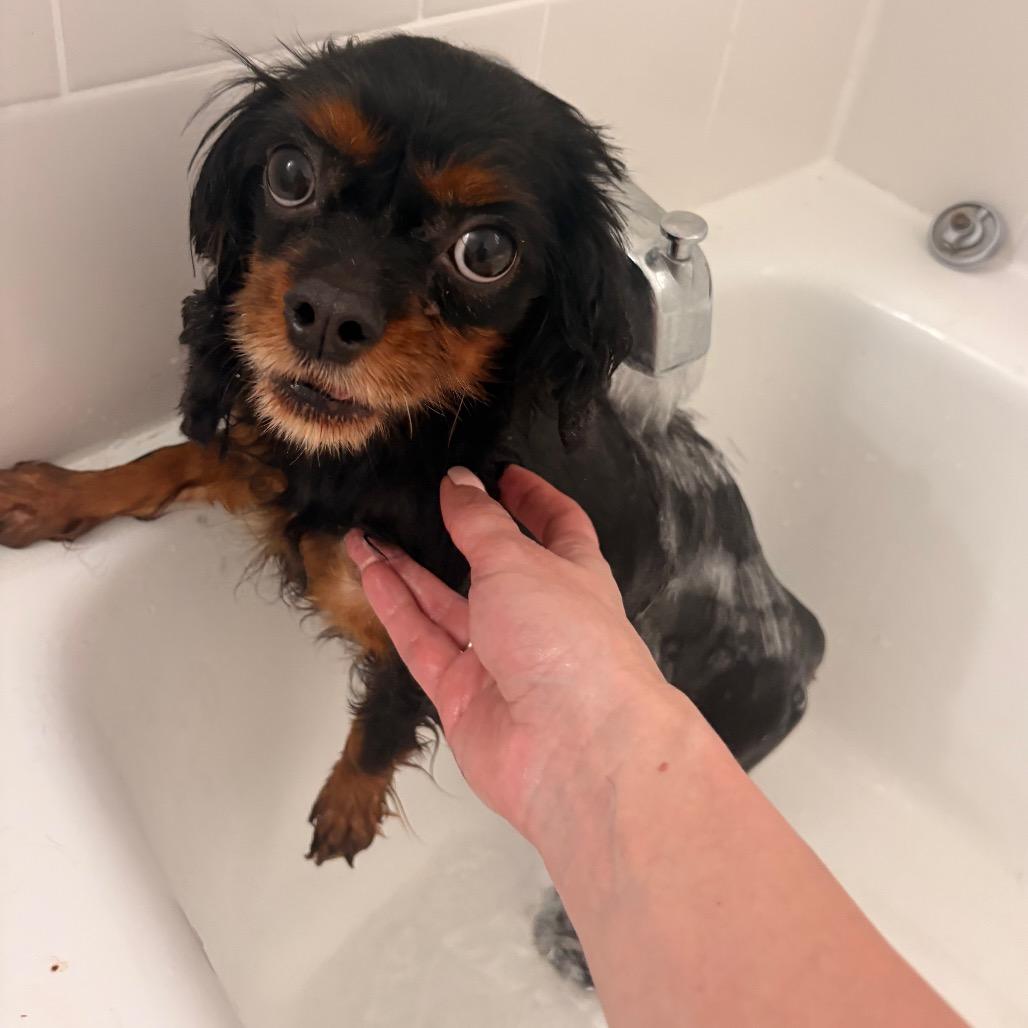 Roxie, Adoptable, Adult Female Cavalier King Charles Spaniel.