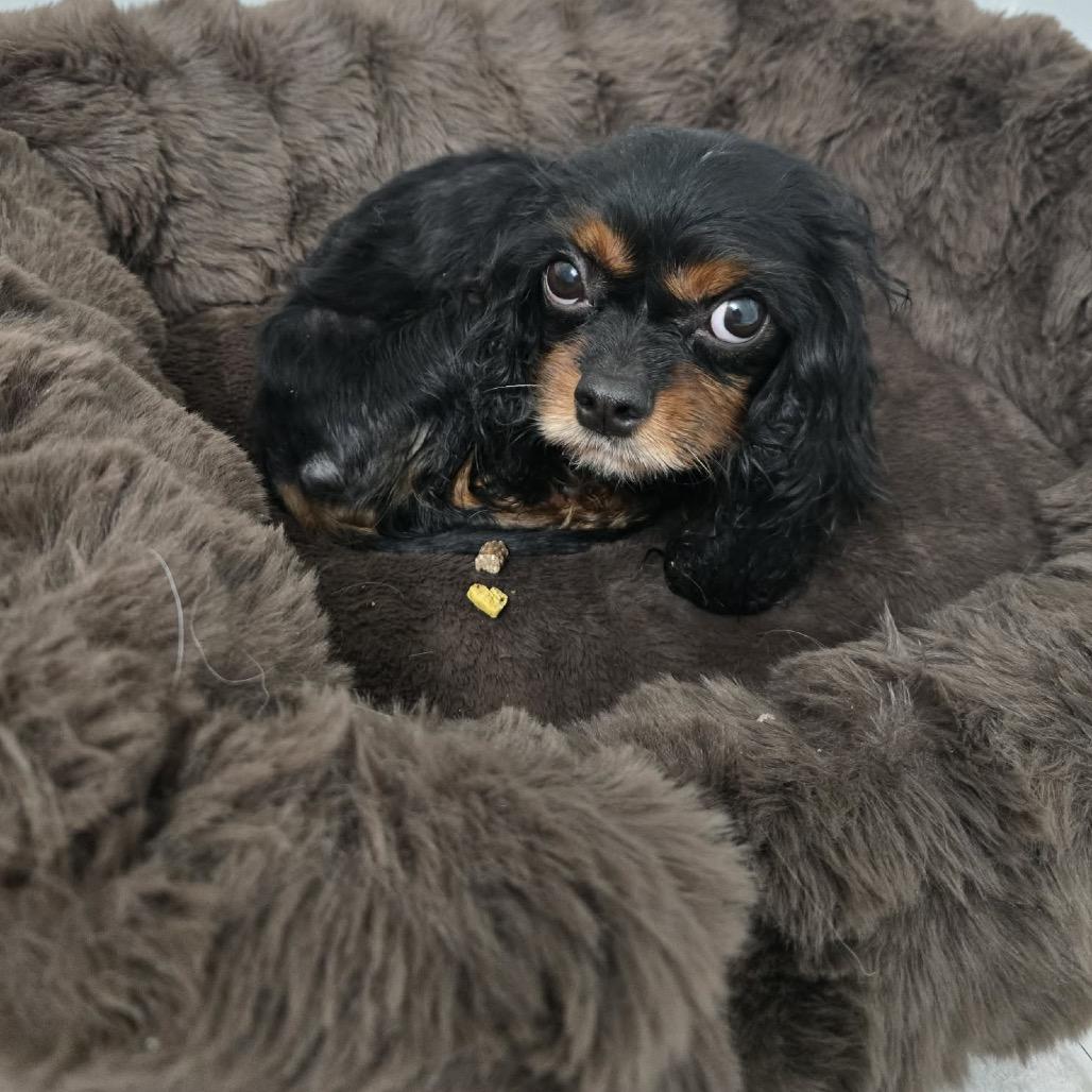 Enlarge Roxie, a Adoptable mixed breed in Arlington, VA image 2/2